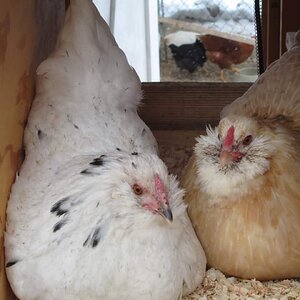 Cutest Couples Photo Contest—Poultry Edition 70.jpg