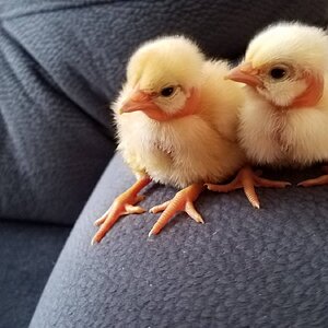 Cutest Couples Photo Contest—Poultry Edition 71.jpg