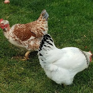Cutest Couples Photo Contest—Poultry Edition 72.jpg