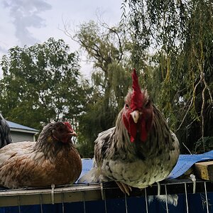Cutest Couples Photo Contest—Poultry Edition 74.jpg