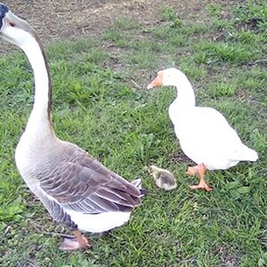 Cutest Couples Photo Contest—Poultry Edition 75.jpg