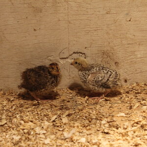 Cutest Couples Photo Contest—Poultry Edition 76.jpg