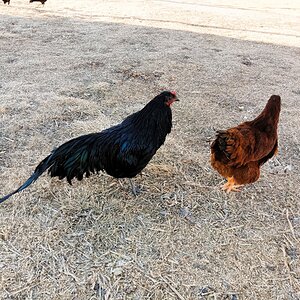 Cutest Couples Photo Contest—Poultry Edition 77.jpg