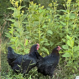 Cutest Couples Photo Contest—Poultry Edition 78.jpg