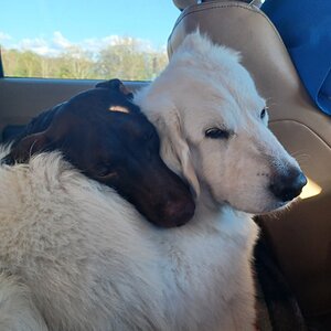 Cutest Couples Photo Contest—Other Critter 52.jpg