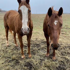 Cutest Couples Photo Contest—Other Critter 54.png