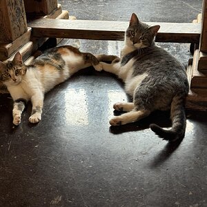 Cutest Couples Photo Contest—Other Critter 57.jpg