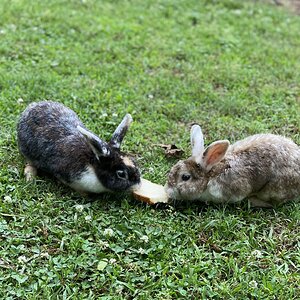Cutest Couples Photo Contest—Other Critter 60.jpg
