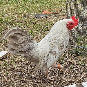Some Poultry Are Red 88.jpg