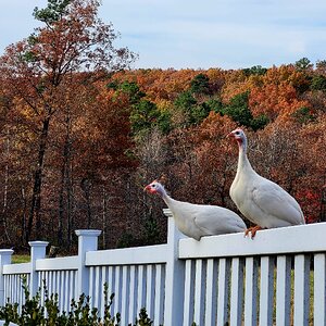 Cutest Couples Photo Contest—Poultry Edition 86.jpg