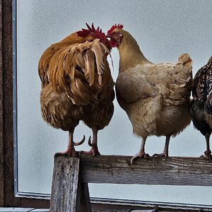 Cutest Couples Photo Contest—Poultry Edition 89.jpg