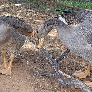 Cutest Couples Photo Contest—Poultry Edition 95.jpg