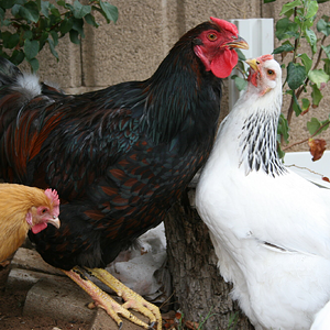 Cutest Couples Photo Contest—Poultry Edition 96.png