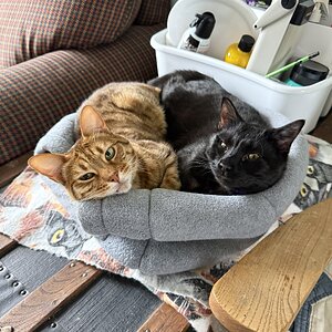 Cutest Couples Photo Contest—Other Critter 61.jpg