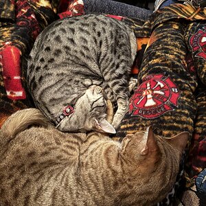 Cutest Couples Photo Contest—Other Critter 62.jpg