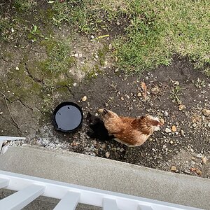 Cutest Couples Photo Contest—Other Critter 63.jpg