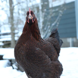 2025Winter on the Farm Photo Contest 47.jpg