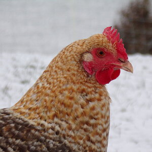 2025Winter on the Farm Photo Contest 55.jpg