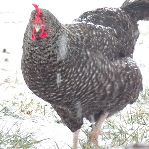 2025Winter on the Farm Photo Contest 56.jpg