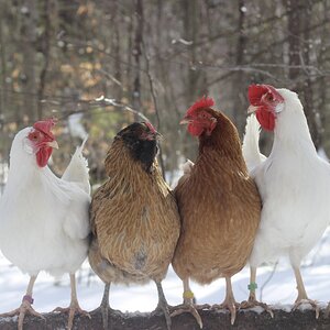 2025Winter on the Farm Photo Contest 59.jpg