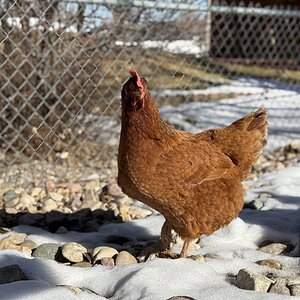 2025Winter on the Farm Photo Contest 60.jpg