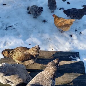 2025Winter on the Farm Photo Contest 67.jpg