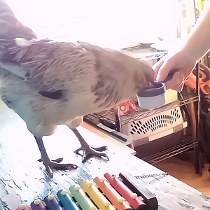 Bunny playing the xylophone.mp4