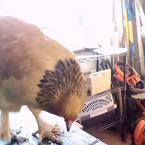Boots playing the xylophone.mp4