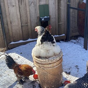 2025Winter on the Farm Photo Contest 71.jpg