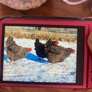 2025Winter on the Farm Photo Contest 74.jpg