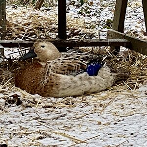 2025Winter on the Farm Photo Contest 76.jpg