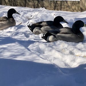 2025Winter on the Farm Photo Contest 79.jpg