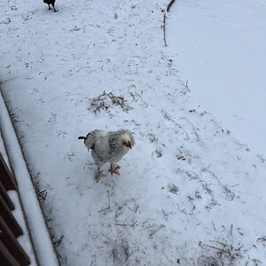 2025Winter on the Farm Photo Contest 84.jpg