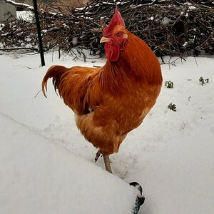 2025Winter on the Farm Photo Contest 86.jpg