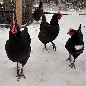 2025Winter on the Farm Photo Contest 87.jpg