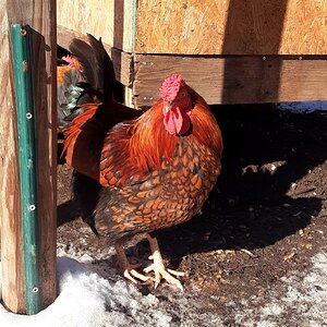 2025Winter on the Farm Photo Contest 88.jpg