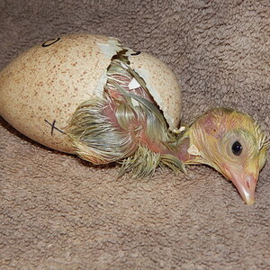 Hatching Fowl Photo Contest—16th Annual 1.jpg