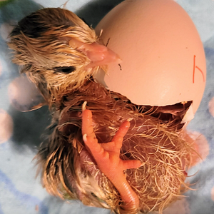 Hatching Fowl Photo Contest—16th Annual 2.png