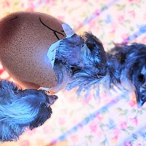 Hatching Fowl Photo Contest—16th Annual 3.jpg