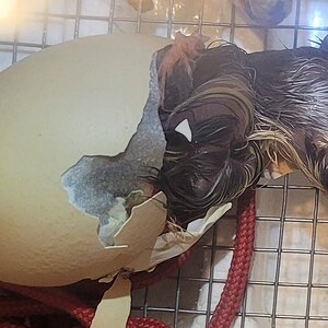 Hatching Fowl Photo Contest—16th Annual 4.jpg
