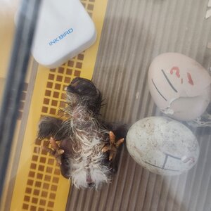 Hatching Fowl Photo Contest—16th Annual 6.jpg