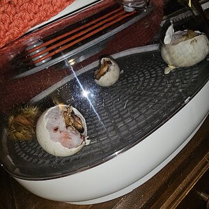 Hatching Fowl Photo Contest—16th Annual 9.jpg