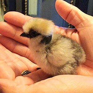 Hatching Fowl Photo Contest—16th Annual 13.jpg