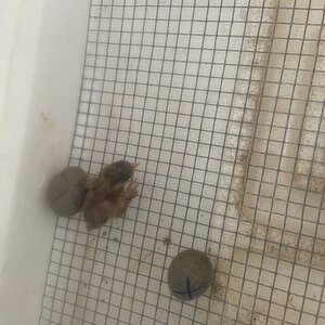 Hatching Fowl Photo Contest—16th Annual 14.jpg