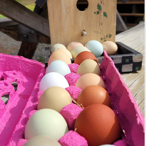 Natural Egg Photo Contest—16th Annual 1.png