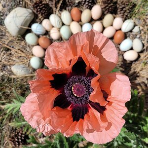 Natural Egg Photo Contest—16th Annual 4.jpg