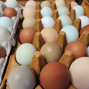 Natural Egg Photo Contest—16th Annual 5.jpg