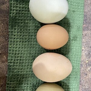 Natural Egg Photo Contest—16th Annual 6.jpg