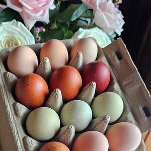 Natural Egg Photo Contest—16th Annual 8.jpg