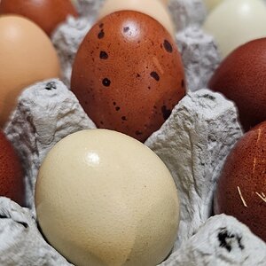 Natural Egg Photo Contest—16th Annual 11.jpg